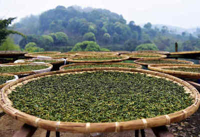四月尋茶香，南方春意濃